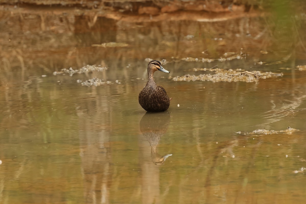 Pacific Black Duck - ML646537906
