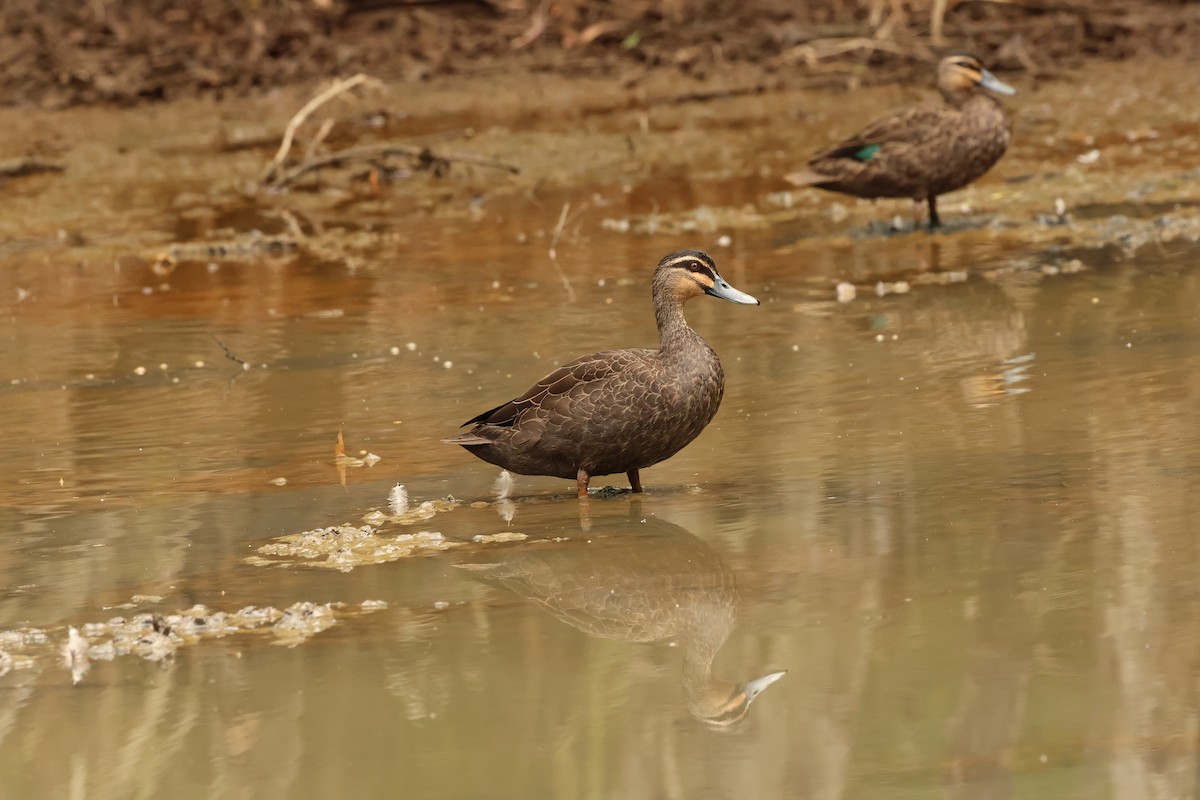 Pacific Black Duck - ML646537907