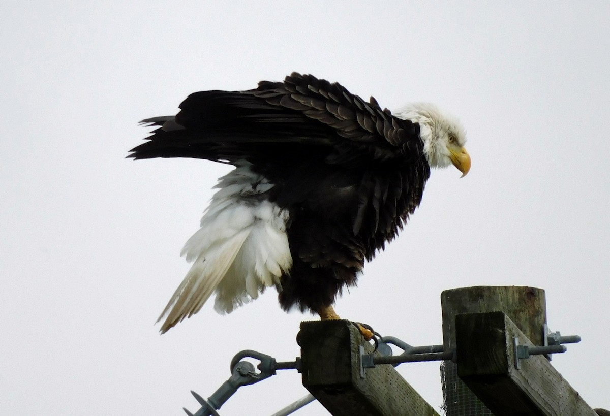 Bald Eagle - ML646537909