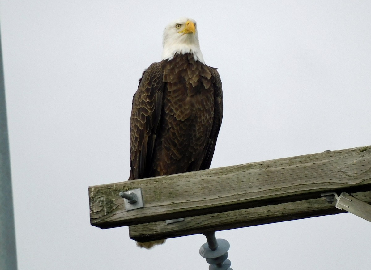 Bald Eagle - ML646537910