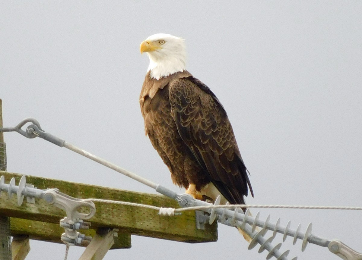 Bald Eagle - ML646537911