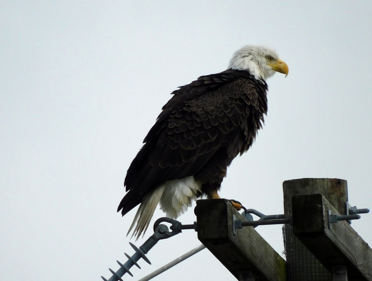 Bald Eagle - ML646537912