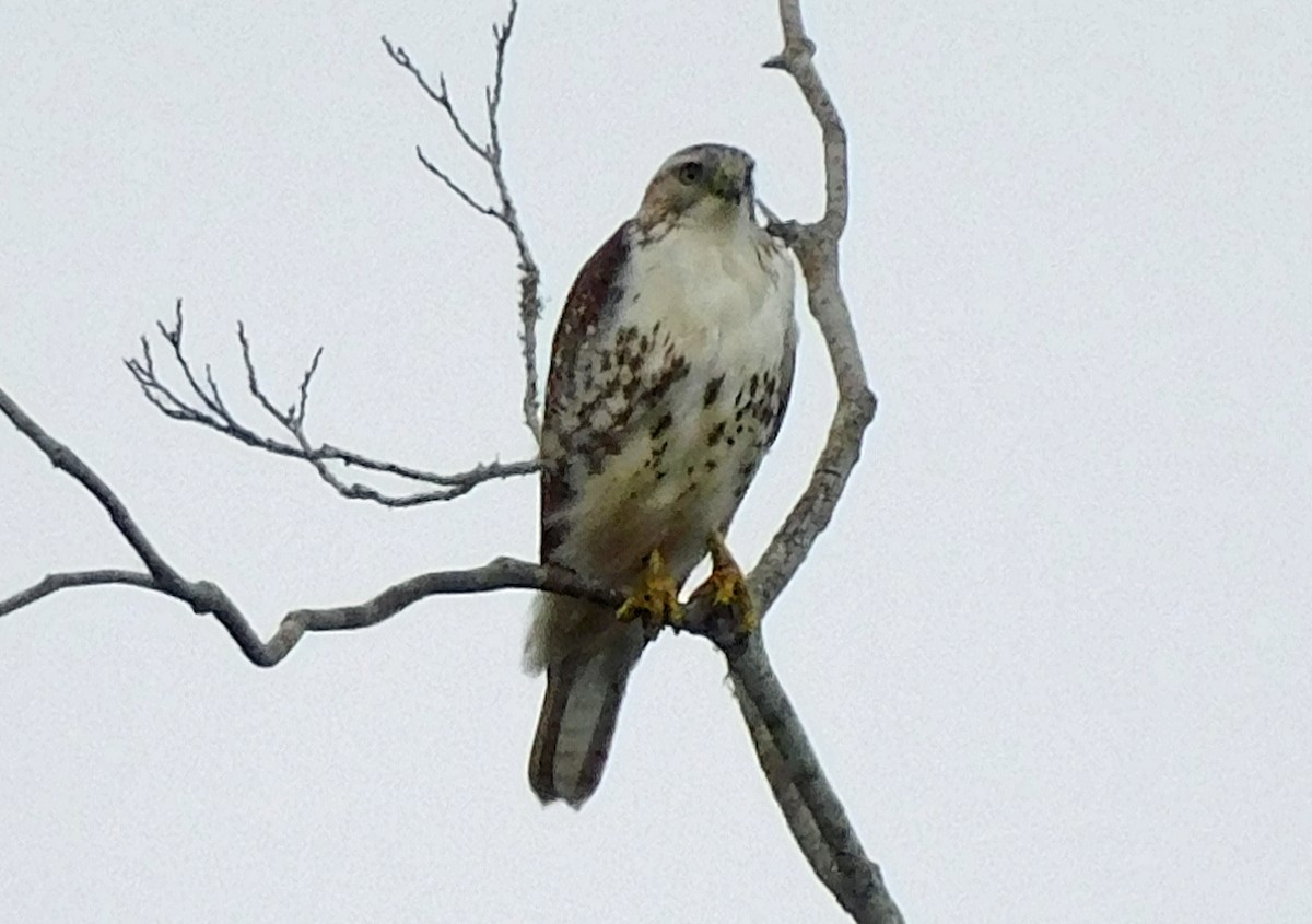 Poiana codarossa - ML646537914