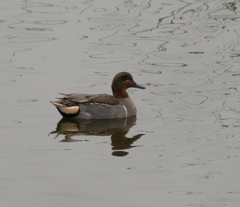Green-winged Teal - ML646537915
