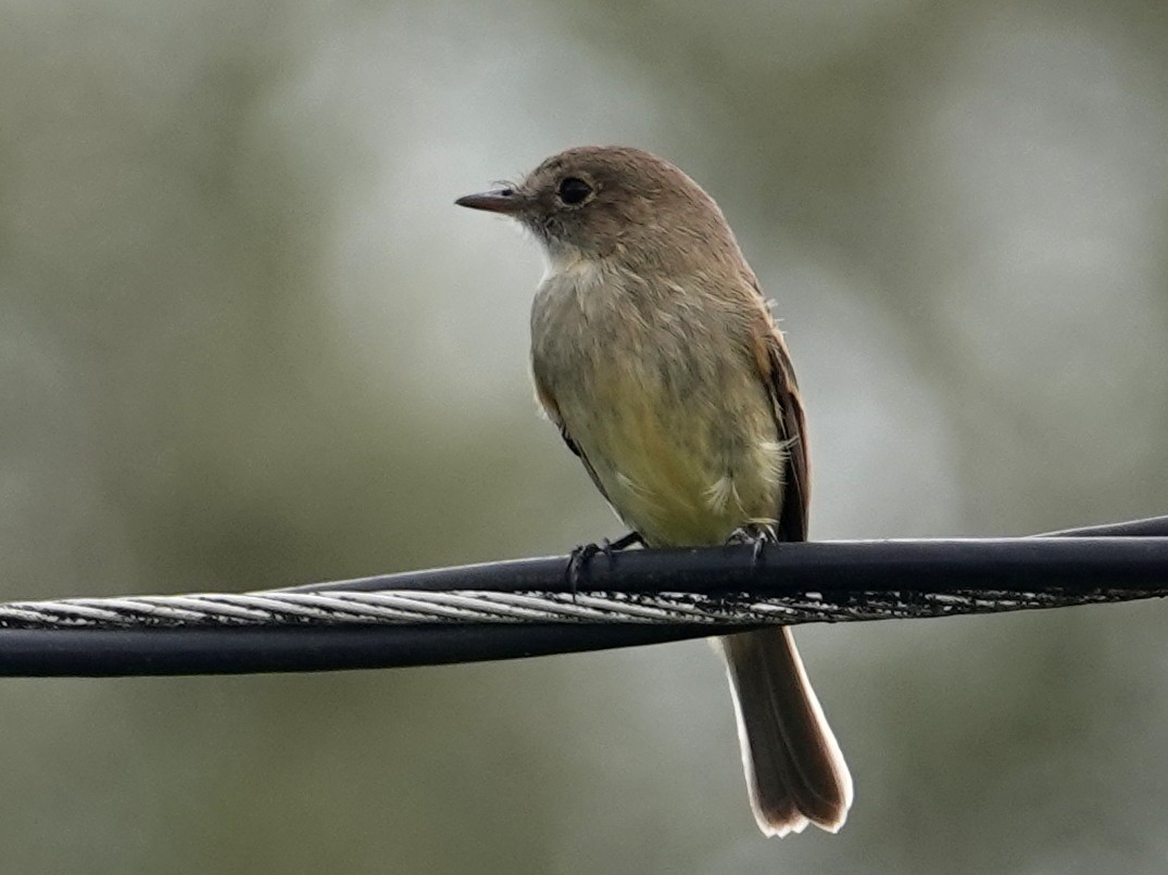 シロノドメジロハエトリ - ML646537916