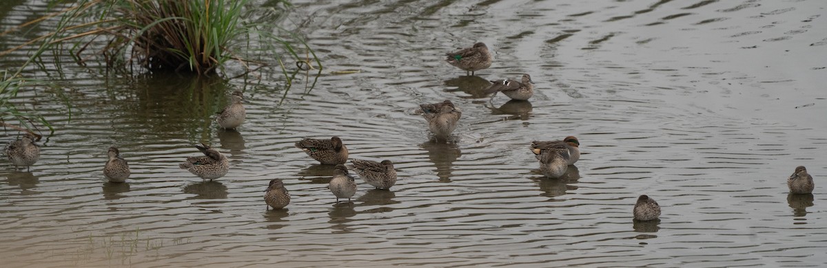 Green-winged Teal - ML646537917