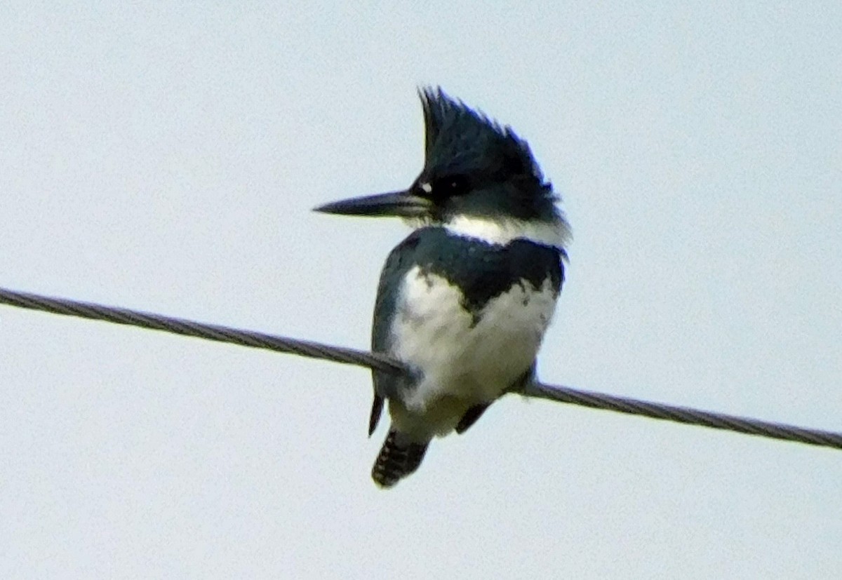 Belted Kingfisher - ML646537918