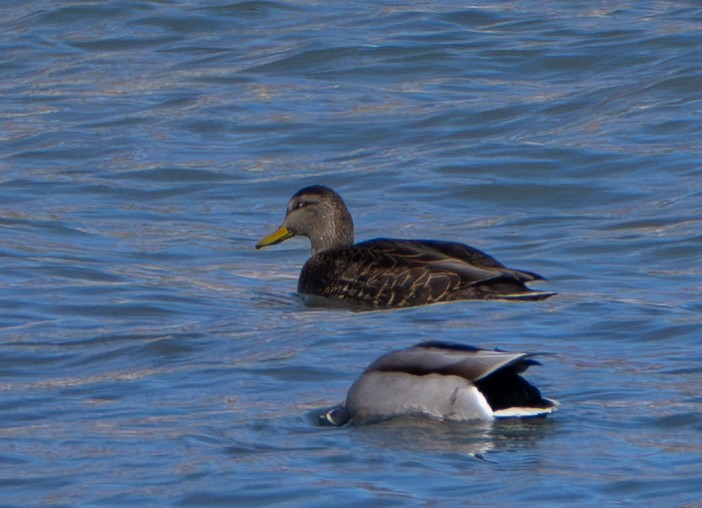 American Black Duck - ML646537919
