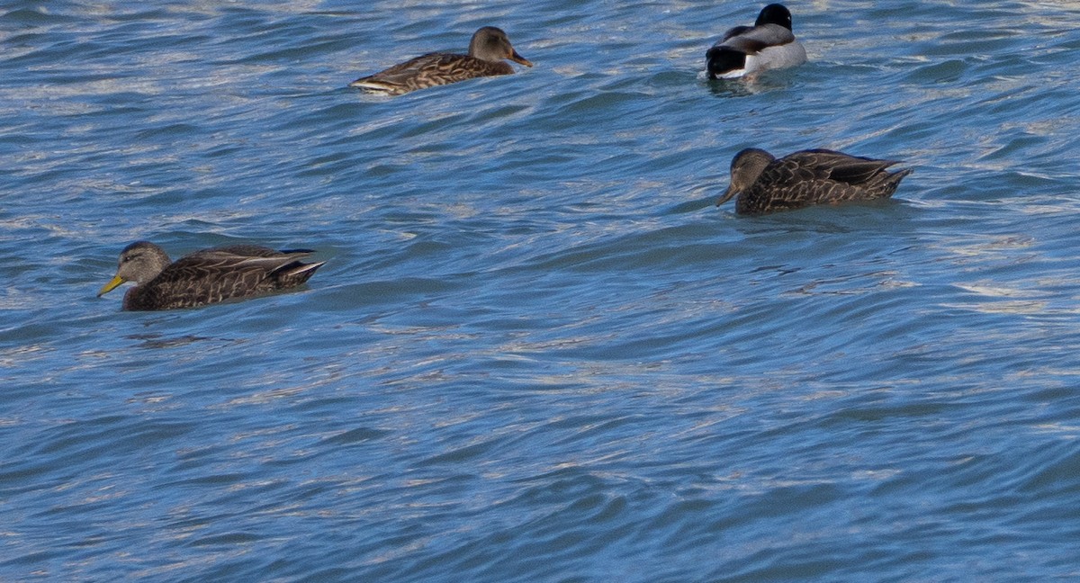 American Black Duck - ML646537920