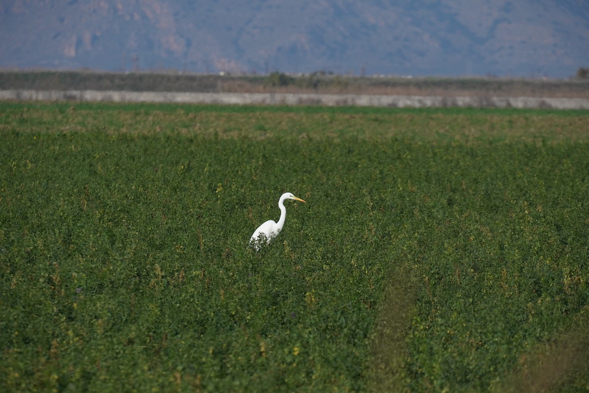 Great Egret - ML646537921