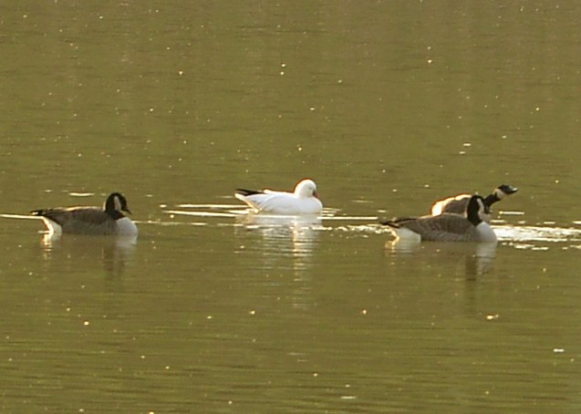 Ross's Goose - ML646537933