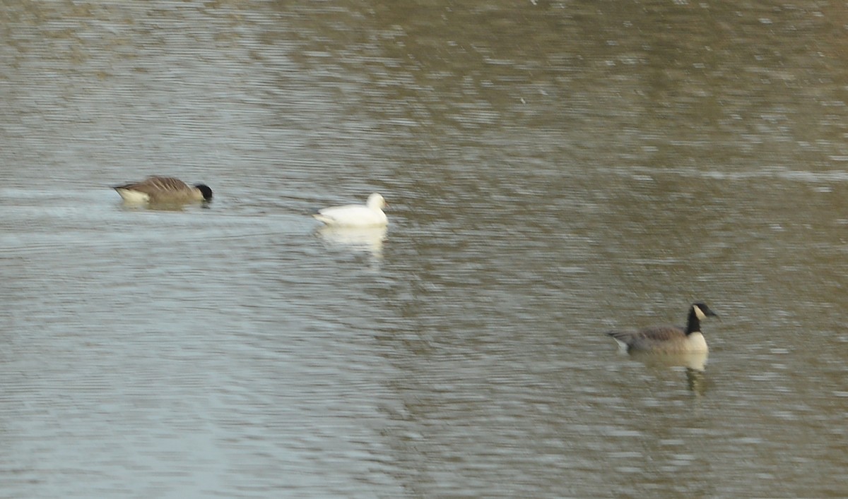 Ross's Goose - ML646537934