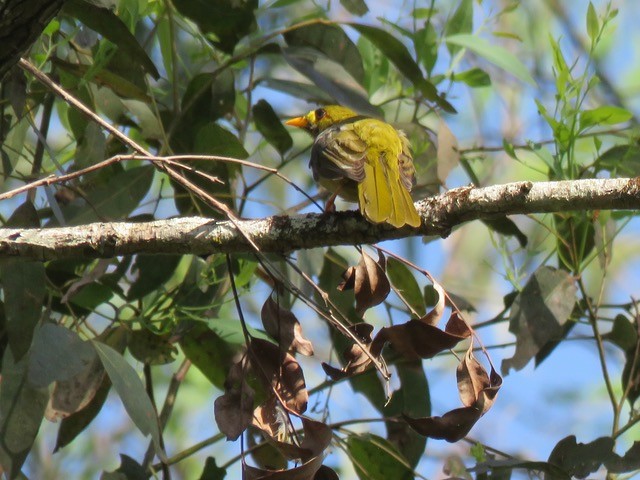 Манорина зелена - ML646537935