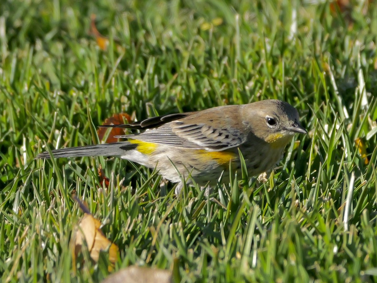 Yellow-rumped Warbler - ML646537942