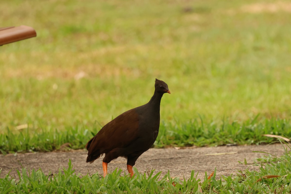 Orange-footed Megapode - ML646537944