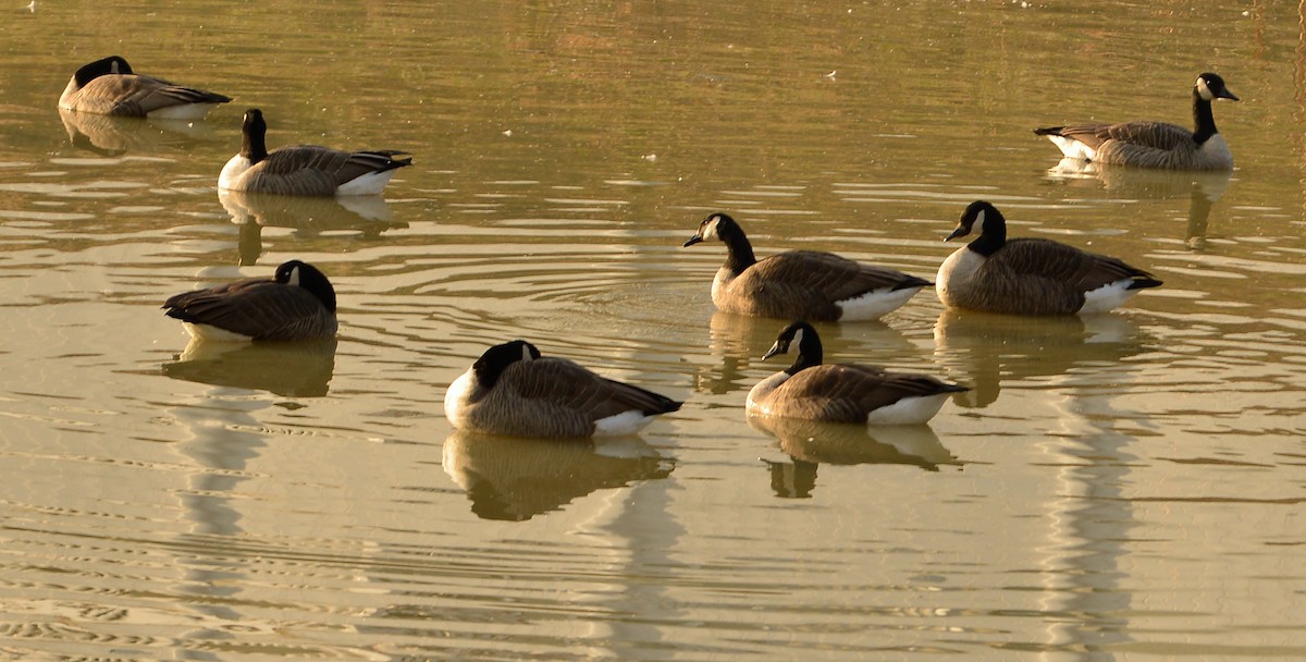 Canada Goose - ML646537945