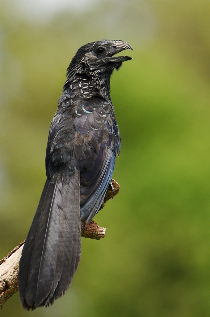 Riefenschnabelani - ML646537948