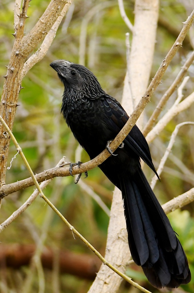 Riefenschnabelani - ML646537949