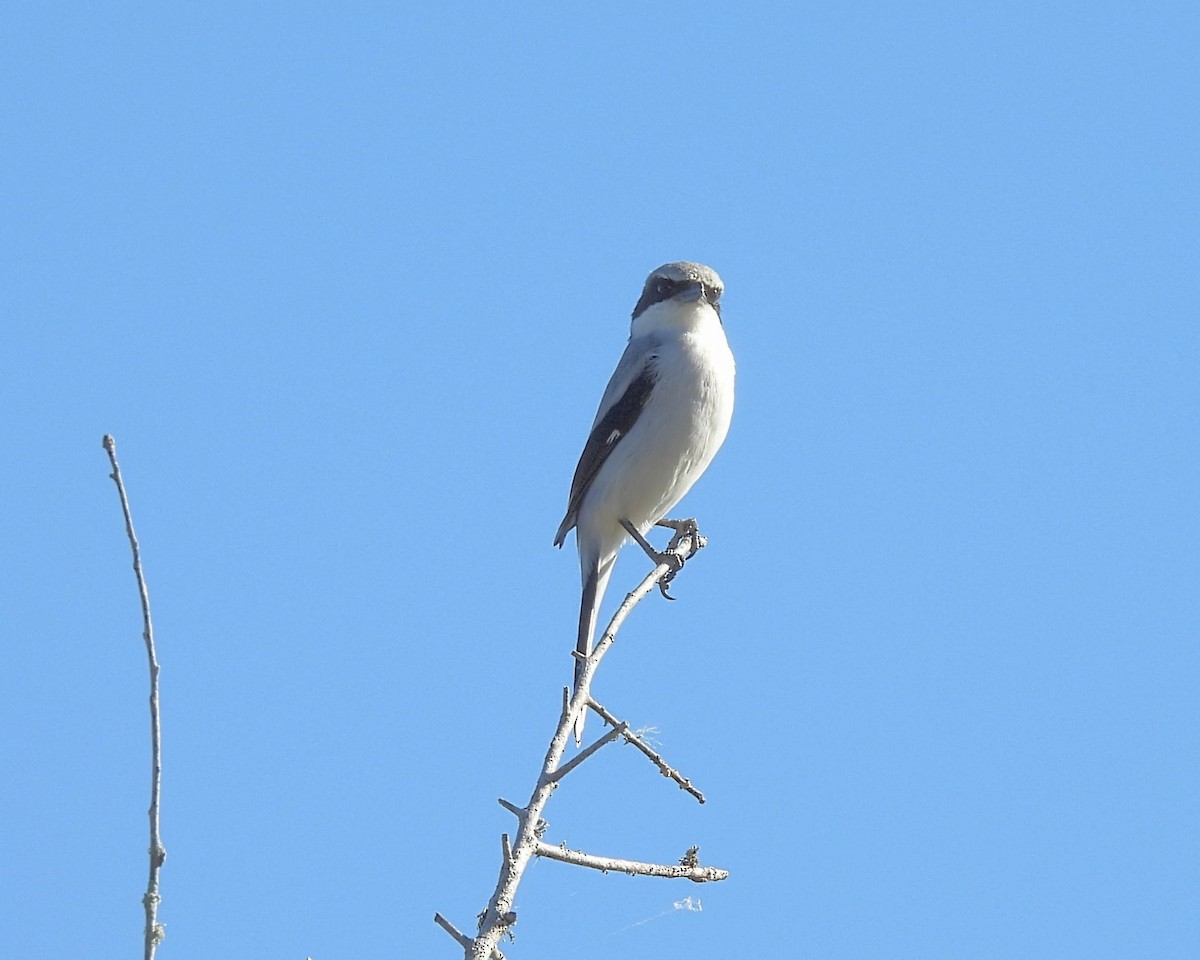 Loggerhead Shrike - ML646537950