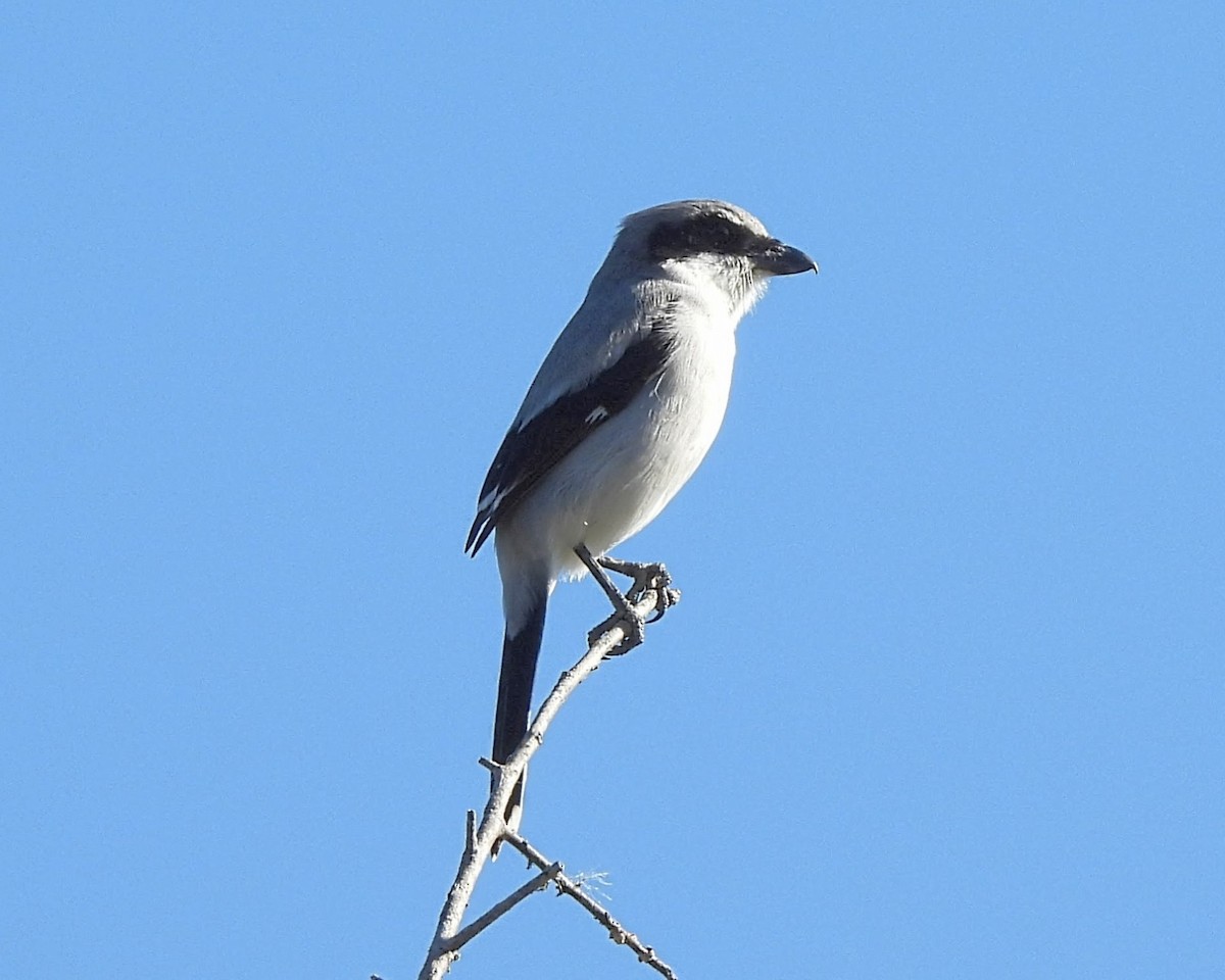 Loggerhead Shrike - ML646537951