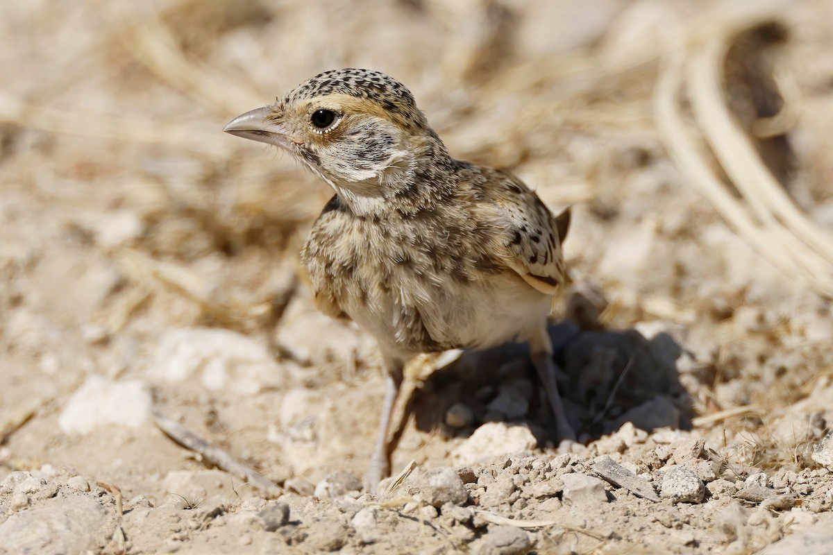 Fischer's Sparrow-Lark - ML646537955