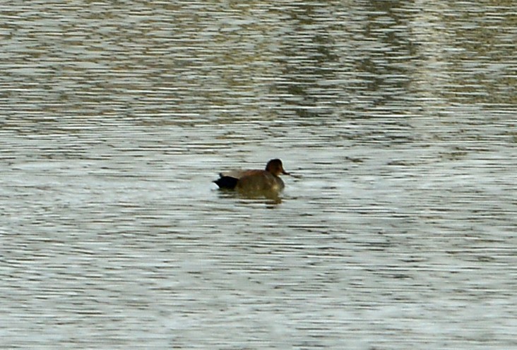 赤膀鴨 - ML646537957