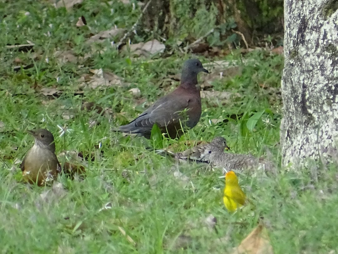 Pale-vented Pigeon - ML646537958