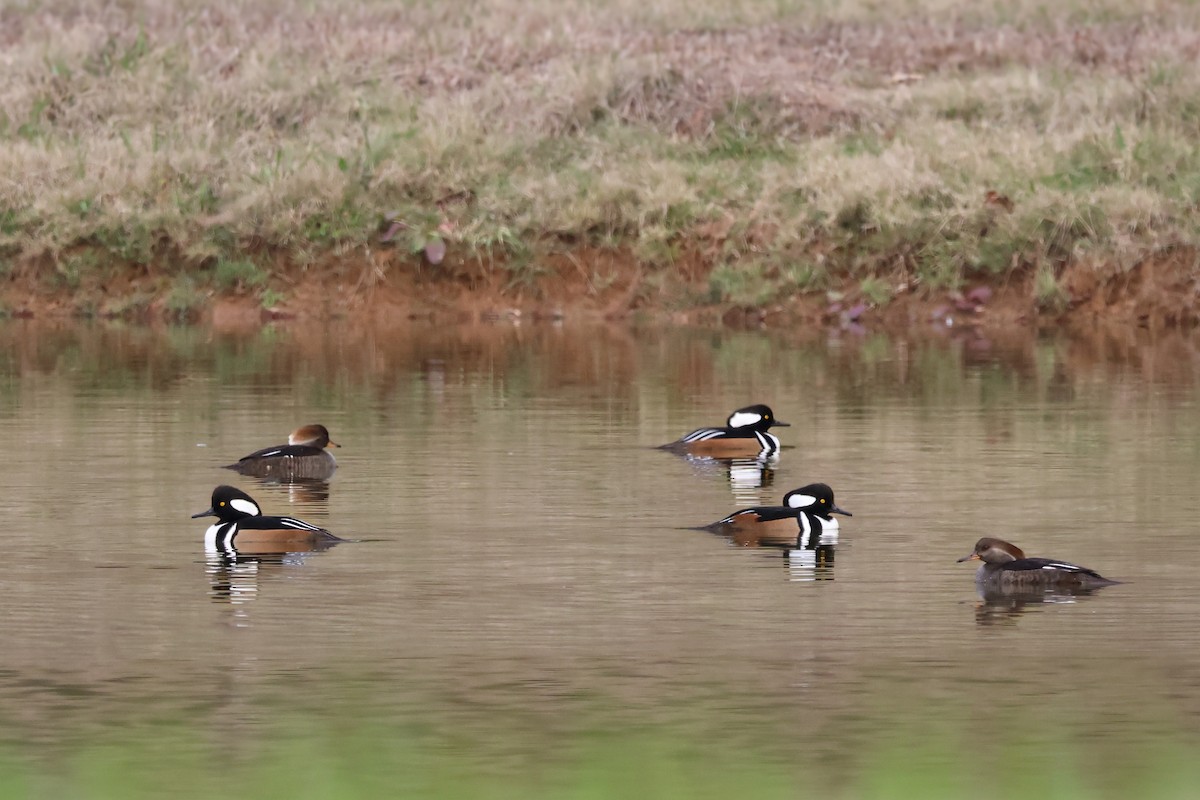 Başlıklı Tarakdiş - ML646537959
