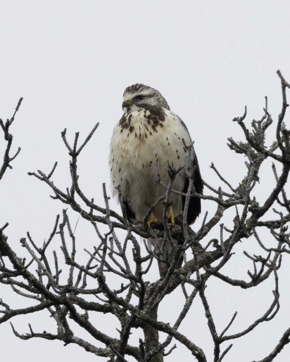 Свенсонов канюк - ML646537961