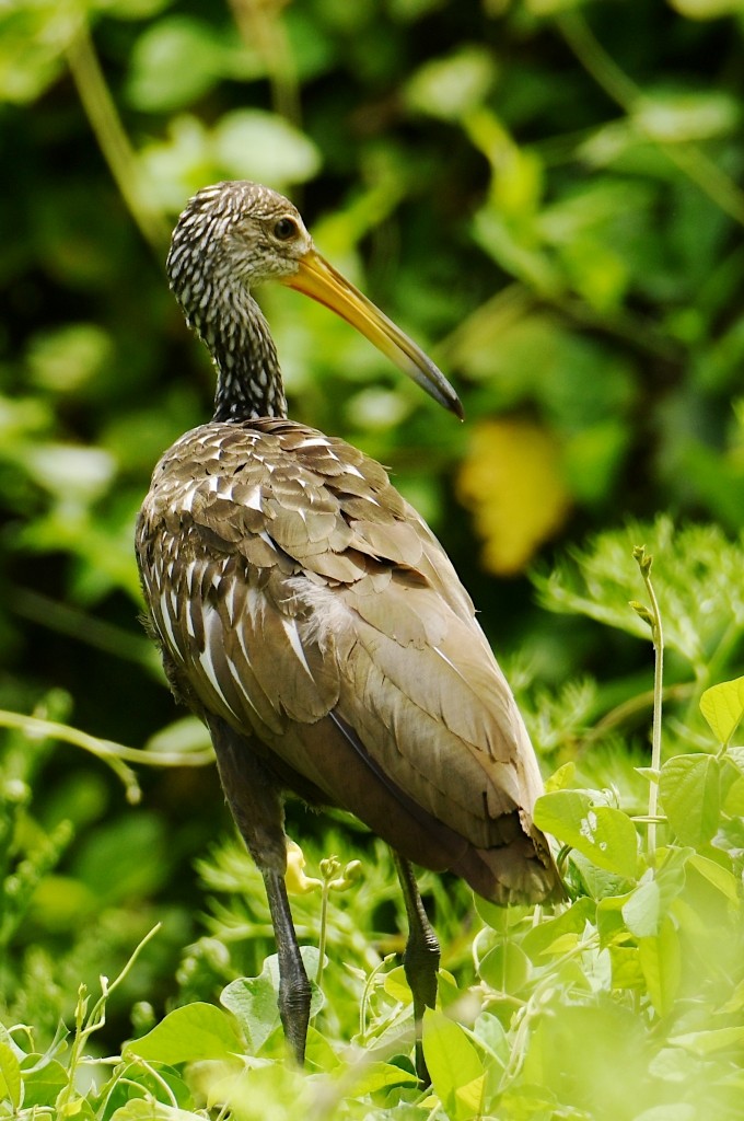 Rallenkranich - ML646537969