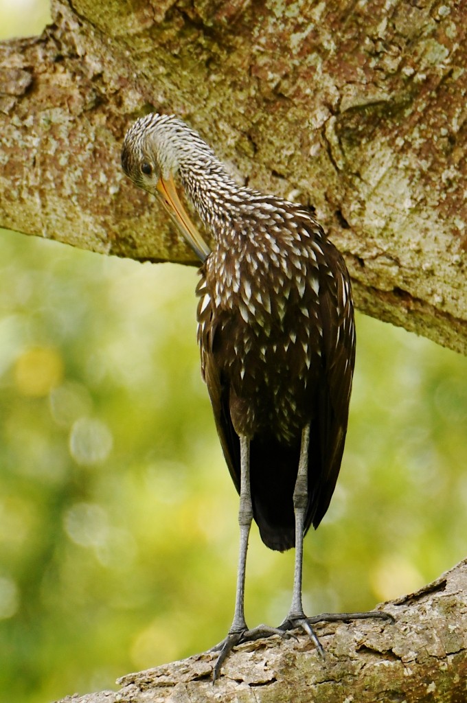 Rallenkranich - ML646537970