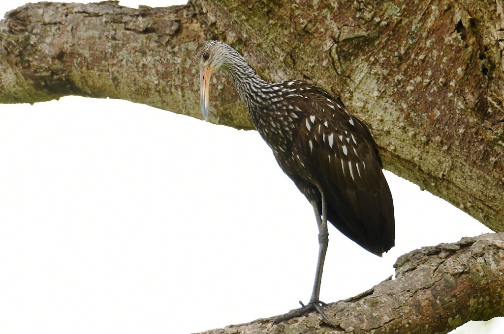 Rallenkranich - ML646537971