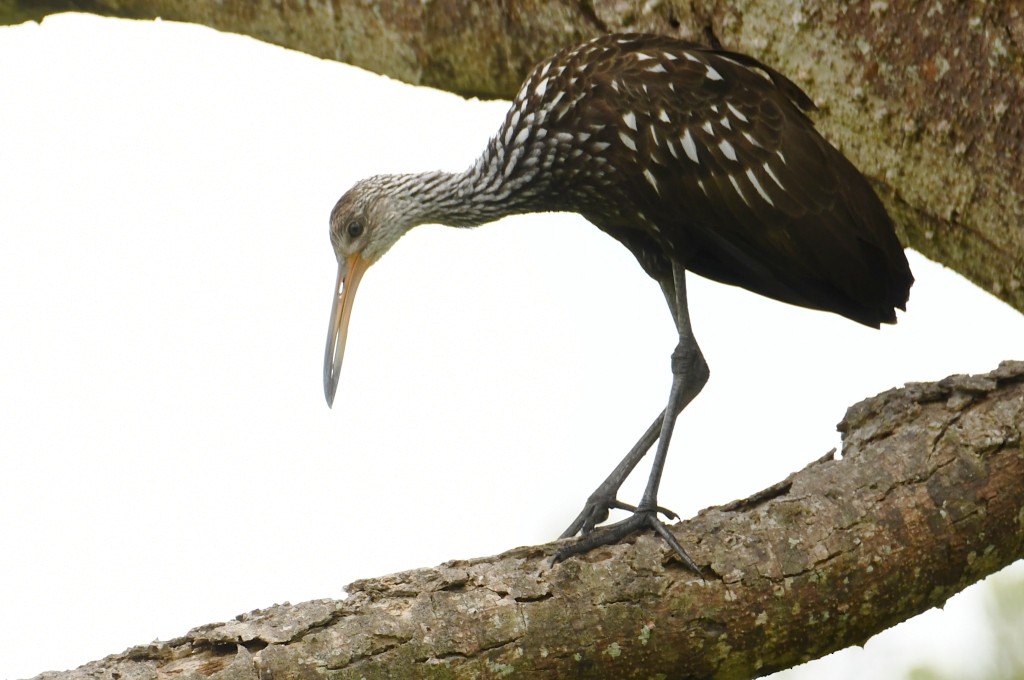 Rallenkranich - ML646537972