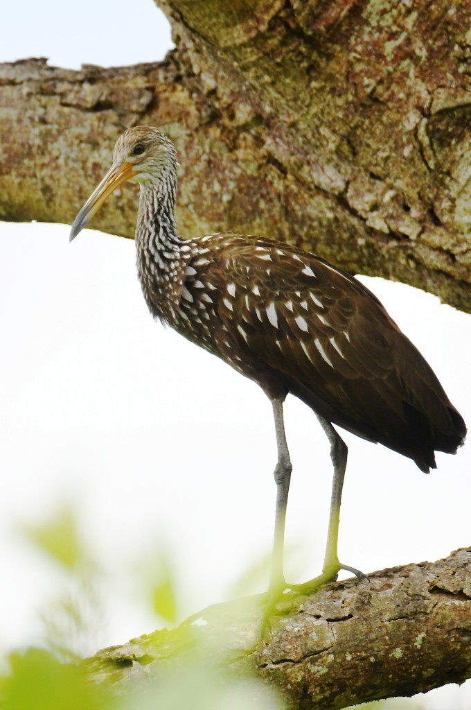 Rallenkranich - ML646537973