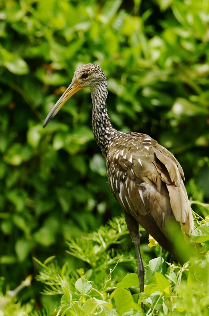 Rallenkranich - ML646537974