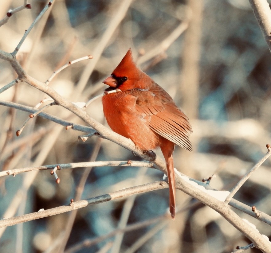 Kırmızı Kardinal - ML646537979