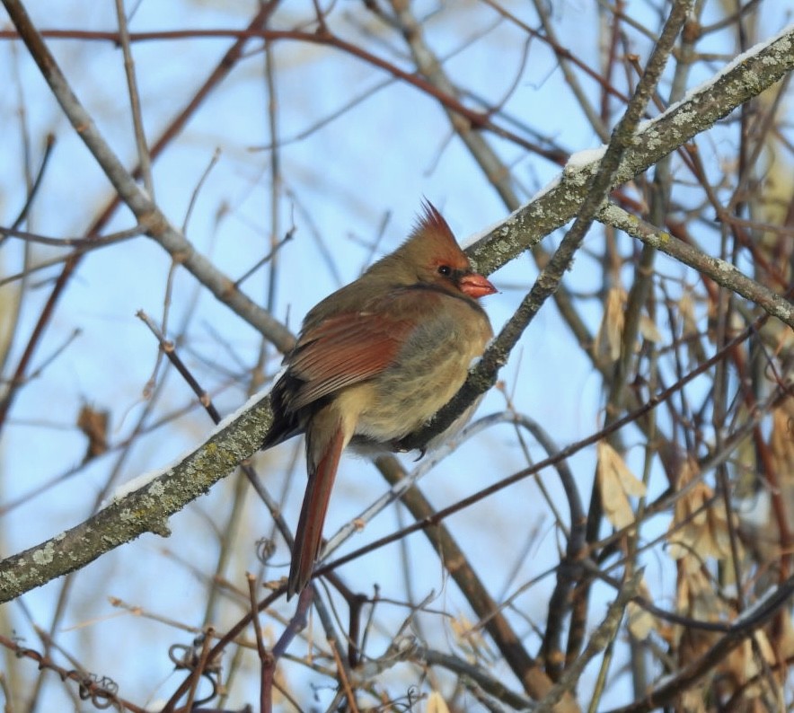 Kırmızı Kardinal - ML646537980