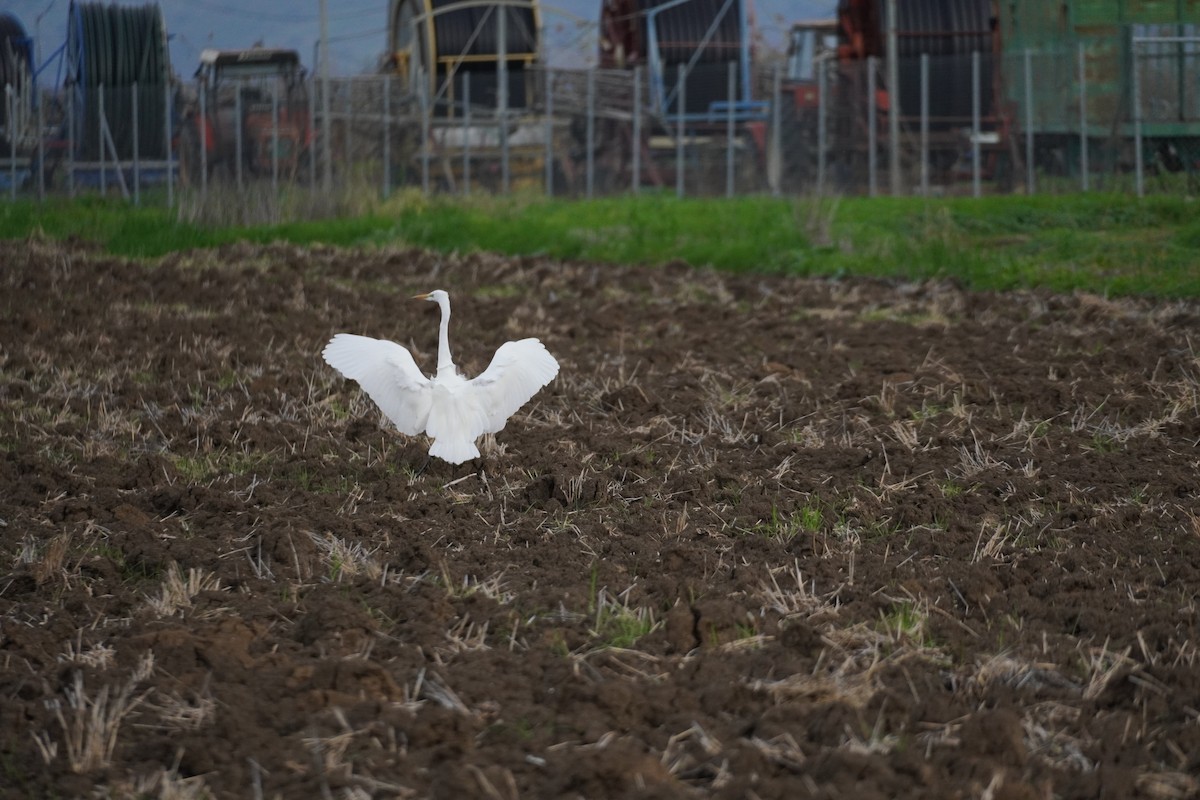 Great Egret - ML646537983