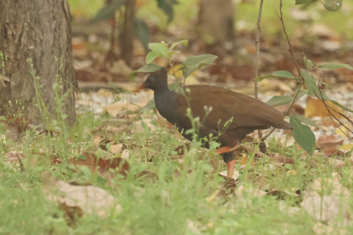Orange-footed Megapode - ML646537984