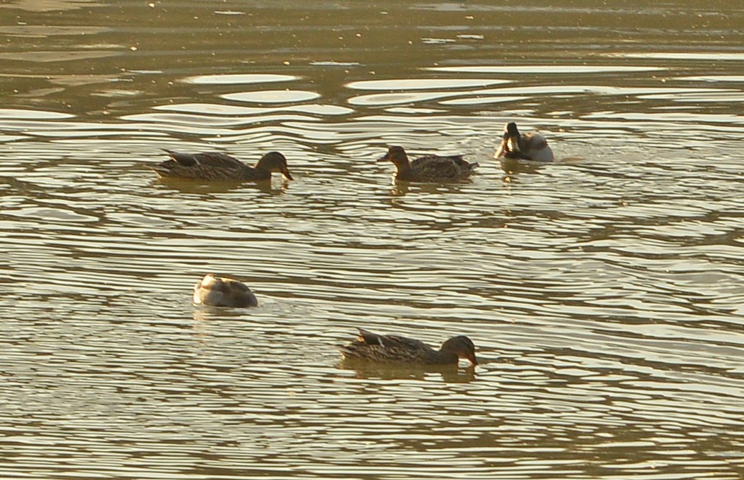 綠頭鴨 - ML646537985