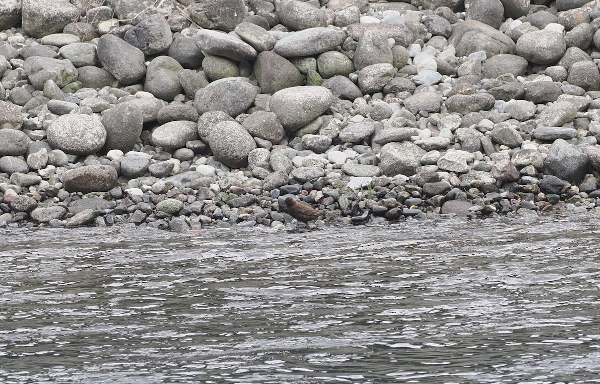 Brown Dipper - ML646537986