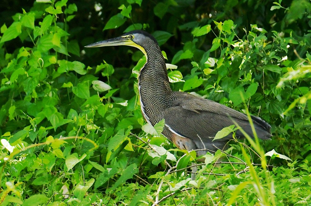 Nacktkehlreiher - ML646537987