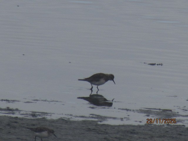 Baird's Sandpiper - ML646537988