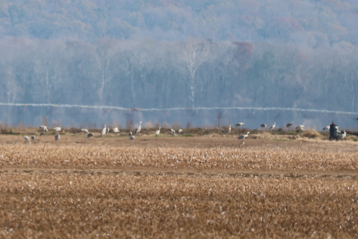 Kanada Turnası - ML646537994