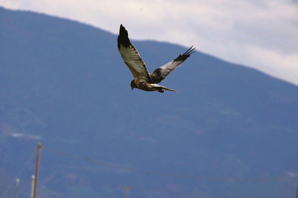 Western Marsh Harrier - ML646537995
