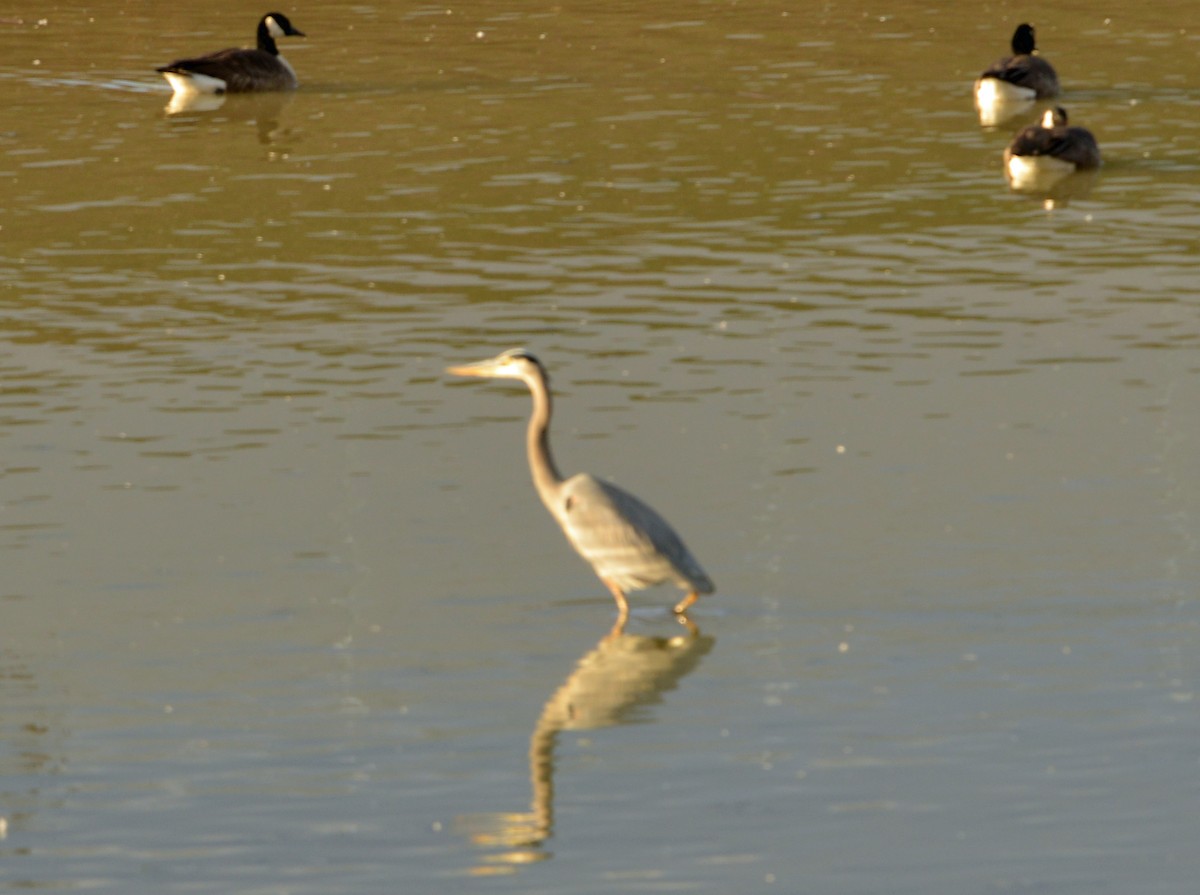 Great Blue Heron - ML646537997