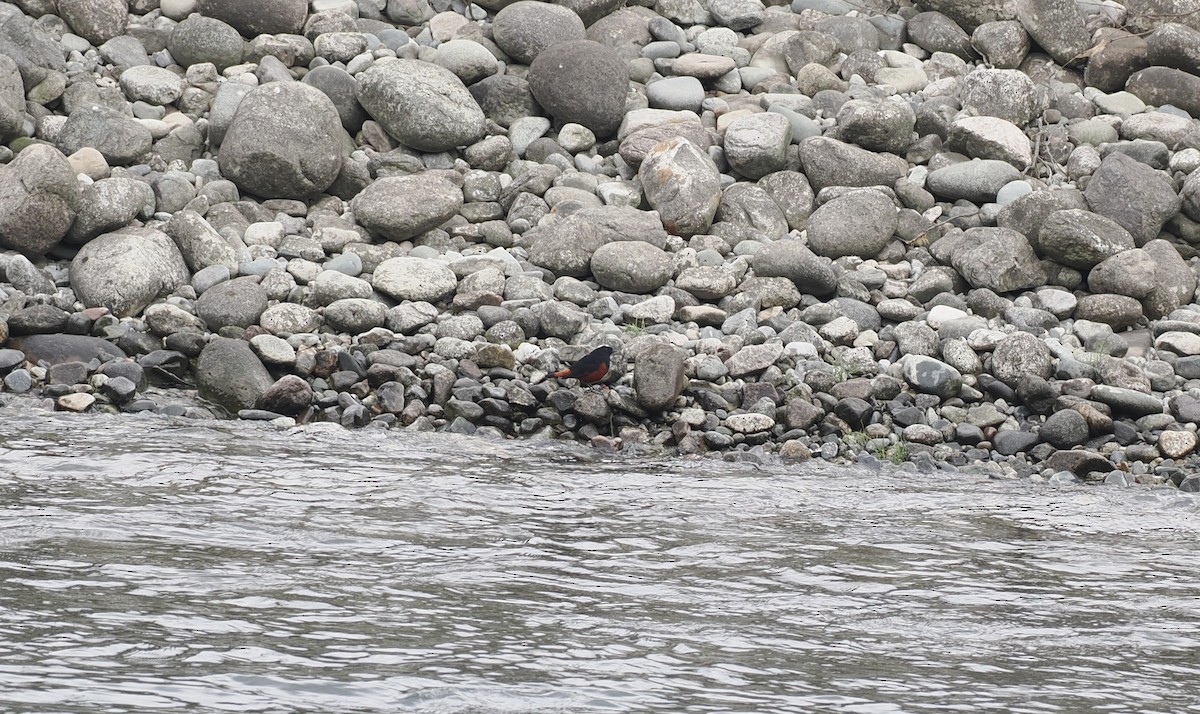 Халзан гал сүүлт - ML646537998