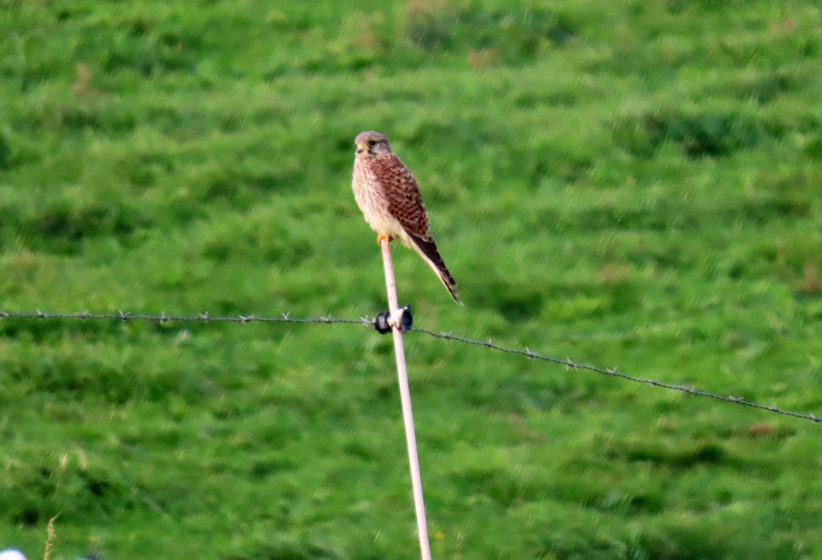 Faucon crécerelle - ML646537999