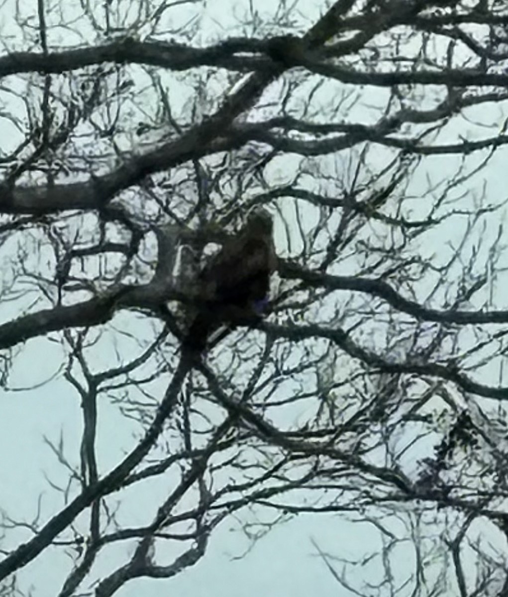 Rough-legged Hawk - ML646538000