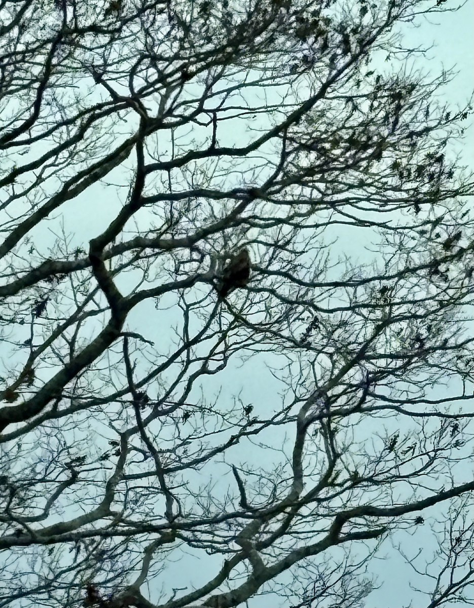 Rough-legged Hawk - ML646538001